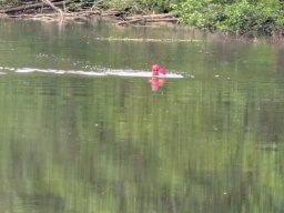 Mainschwimmen Juni 2026